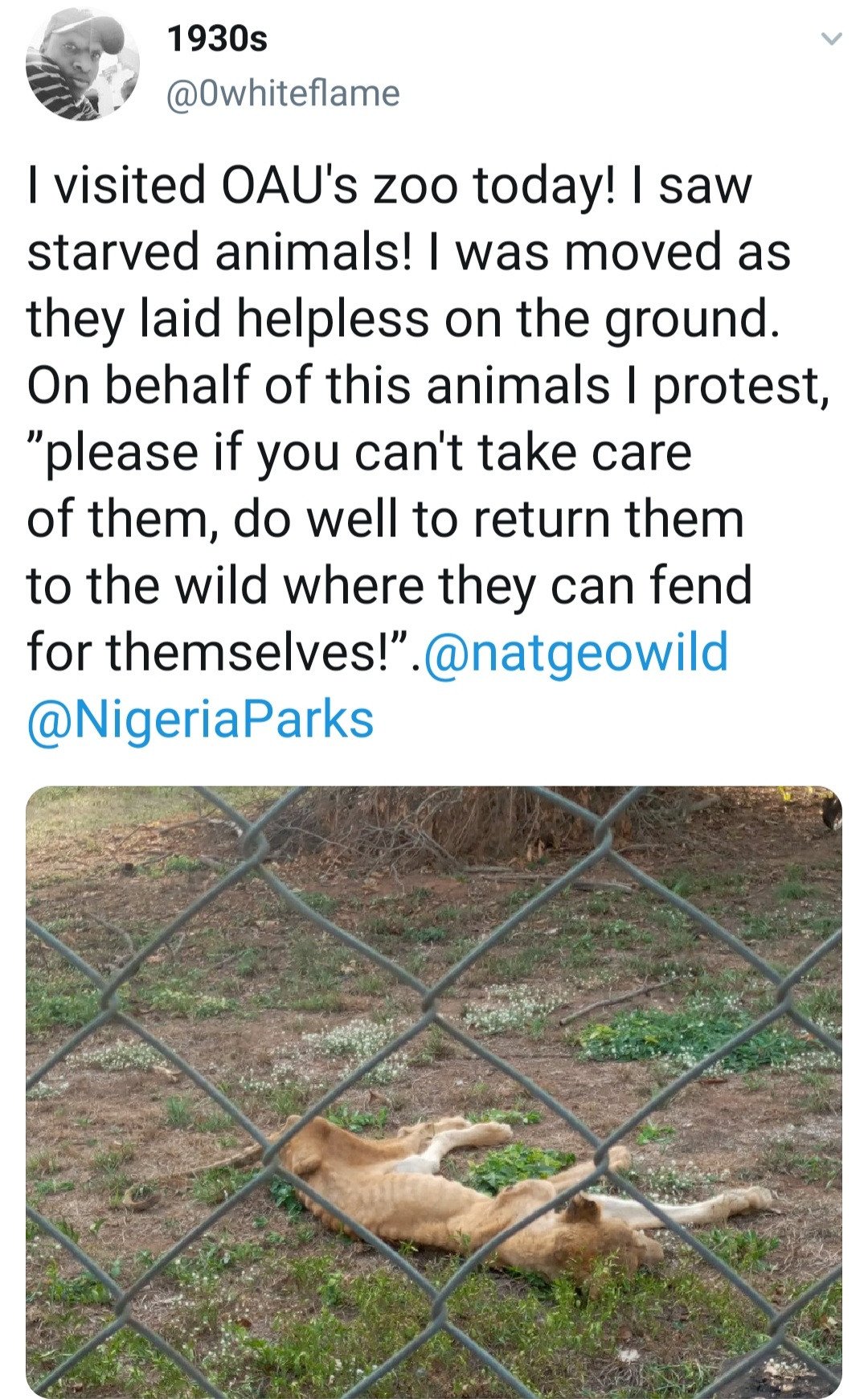 Photos of lions in OAU and UI zoos spark reactions 8