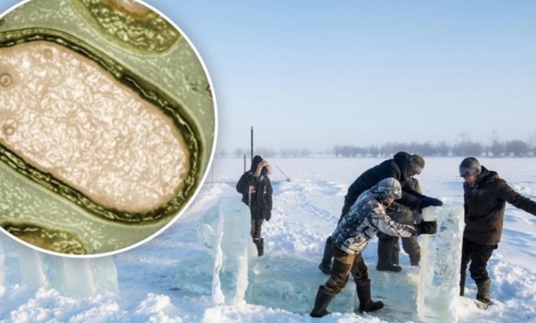 French scientists revive 'Zombie Virus' trapped for almost 50,000 years in Russia 1