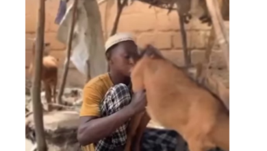 Photo of Kano Hisbah Arrests Man Over Disturbing Act With Goat