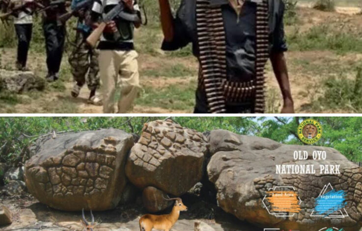Five feared de@d as b@ndits attack National Park in Oyo 3 Photo of Five feared de@d as b@ndits attack National Park in Oyo